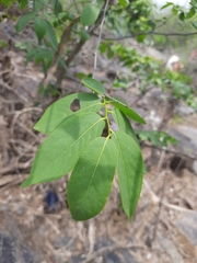 Diospyros montana