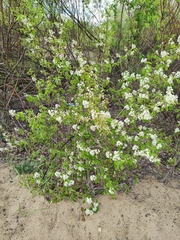Amelanchier spicata