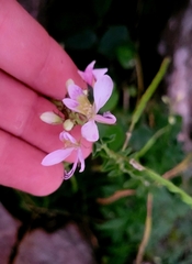 Cleome macrophylla