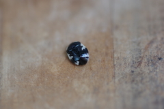Tritomegas rotundipennis