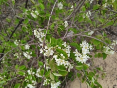 Amelanchier spicata