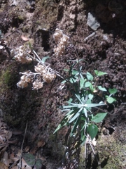 Gnaphaliothamnus salicifolius