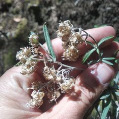 Gnaphaliothamnus salicifolius