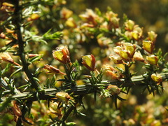 Ulex micranthus