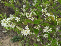 Amelanchier spicata