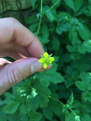 Geum urbanum