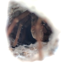 Filistata insidiatrix