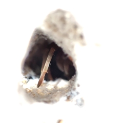 Filistata insidiatrix