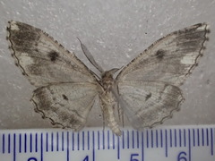 Scioglyptis loxographa