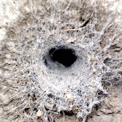 Filistata insidiatrix