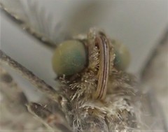 Scioglyptis loxographa