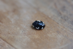 Tritomegas rotundipennis