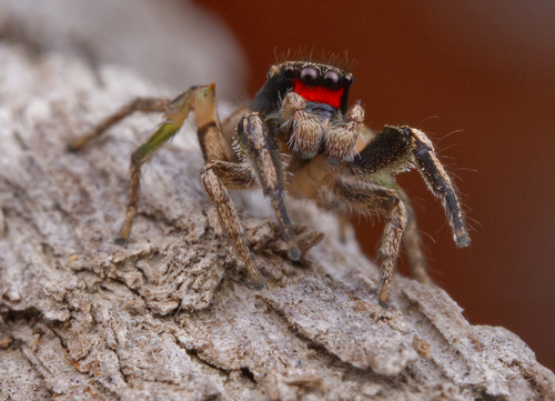 Habronattus coecatus photo 2