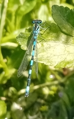 Coenagrion mercuriale