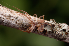 Philodromus cespitum