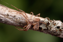 Philodromus cespitum