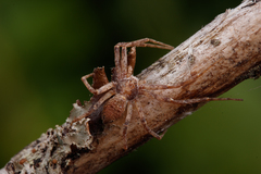 Philodromus cespitum