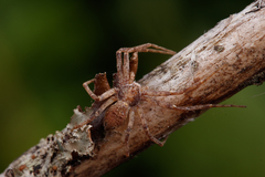 Philodromus cespitum