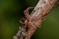 Philodromus cespitum