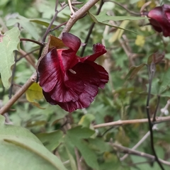 Gossypium arboreum
