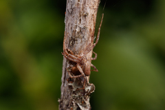 Philodromus cespitum