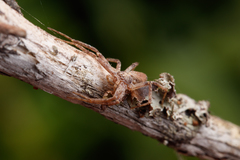 Philodromus cespitum