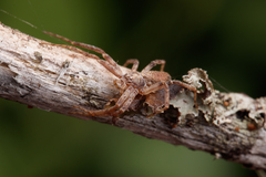 Philodromus cespitum