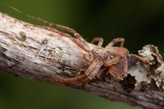 Philodromus cespitum