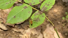 Episyrphus balteatus