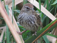Poodytes punctatus vealeae