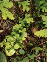 Selaginella uncinata