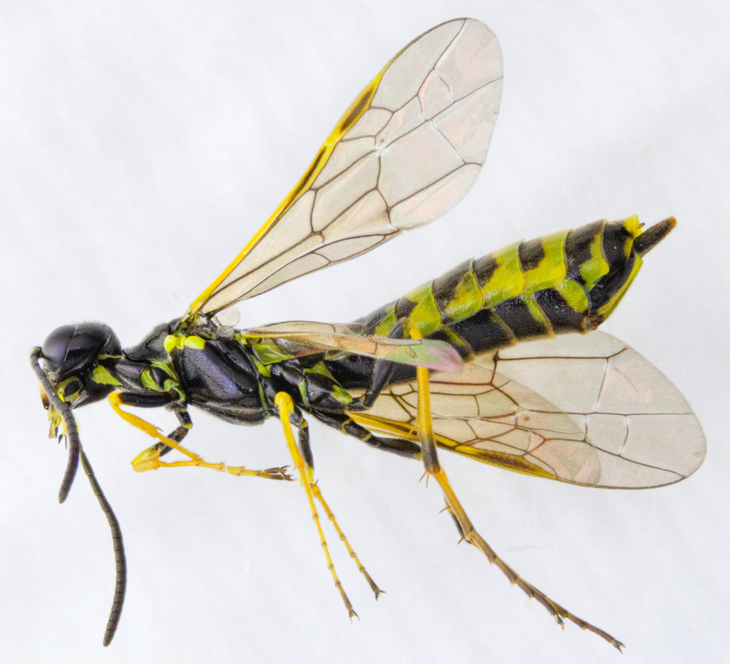 wheat stem sawfly