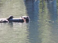 Poliocephalus rufopectus