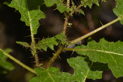 Solanum vicinum