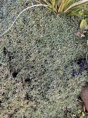 Helichrysum caespititium