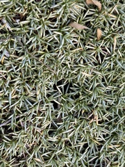 Helichrysum caespititium