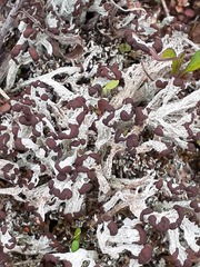 Cladonia multiformis