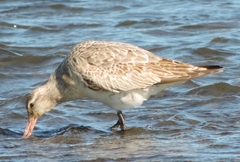 Limosa lapponica baueri