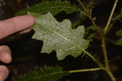 Solanum vicinum