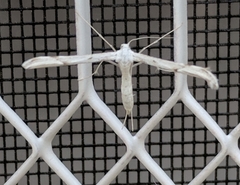 Hellinsia homodactylus