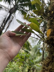 Stelis perpusilliflora