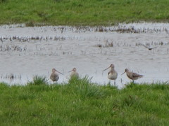 Limosa lapponica baueri