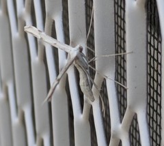 Hellinsia homodactylus