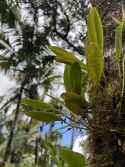 Stelis perpusilliflora