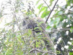 Callosciurus caniceps