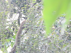 Callosciurus caniceps