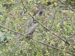 Callosciurus caniceps