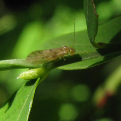 Xanthocaecilius quillayute