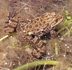 Pelophylax ridibundus