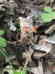 Marasmius sullivantii